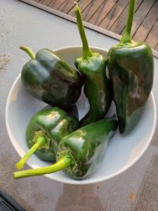 Poblano Peppers by Jason Eisenhuth