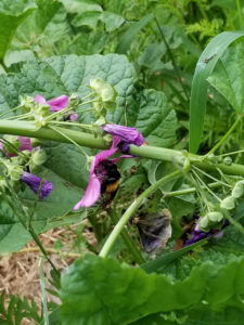 Pollinator- Bumblebee pollinating Heirloom Thomas Jefferson French Mallow 3 by Valerie Jackson