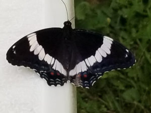 Pollinator- Butterfly by Valerie Jackson