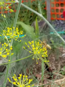 Pollinator- Wasp pollinating dill by Valerie Jackson