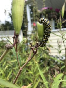 Pollinators - Monarch caterpillar 2 by Matthew Dubois