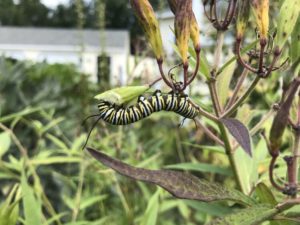 Pollinators - Monarch caterpillar by Matthew Dubois