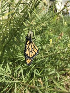 Pollinators - Monarch emerges drying wings by Matthew Dubois