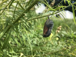 Pollinators - Monarch end of pupa stage by Matthew Dubois