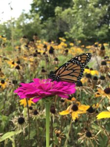 Pollinators - Monarch pollinates zinnia by Matthew Dubois