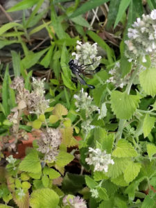 Pollinators mating while pollinating by Valerie Jackson