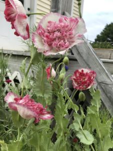 Poppy, Flemish Antique by Matthew Dubois