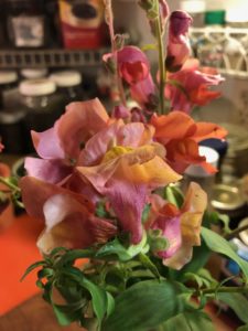 Potomac Orange F1 Snapdragons by Amy Frances LeBlanc