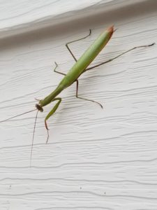 Praying Mantis by Valerie Jackson