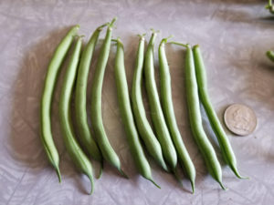 Provider Bush Beans by Valerie Jackson