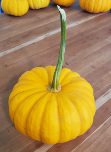 Pumpkin - Jack Be Little by Marsha and Michael Sloan