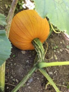 Pumpkin, New England Pie by Lindsey Schortz