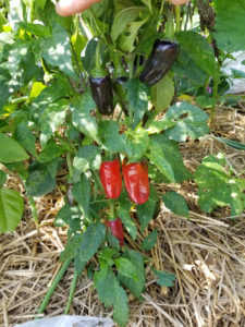 Purple Cayenne Hot Peppers by Valerie Jackson