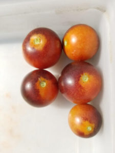 Purple Bumblebee cherry tomatoes by Valerie Jackson