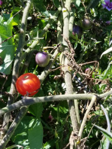 Purple Smurfs cherry tomatoes by Valerie Jackson