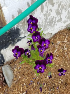 Purple Violas by Valerie Jackson