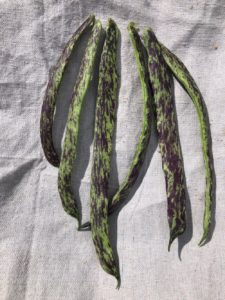 Rattlesnake Pole Bean by Mary Raikes