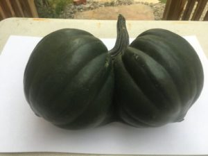 Reba Acorn Squash by Josie Wilford