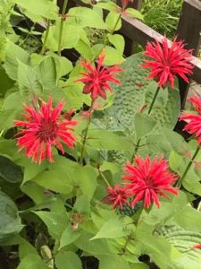 Red Bee Balm by Ronie Strout