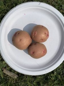 Red Pontiac Potatoes by Morse Memorial Elementary School