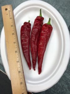 Red Rocket Paprika Peppers by Amy Frances LeBlanc