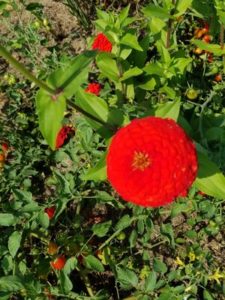 Red Zinnia by Valerie Jackson