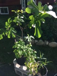 Ronde de Bordeaux Fig and Anise Hyssop by Bridgette Bartlett