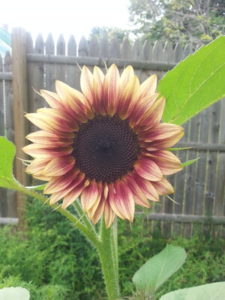 Ruby Eclipse sunflower by Amy Fuller.