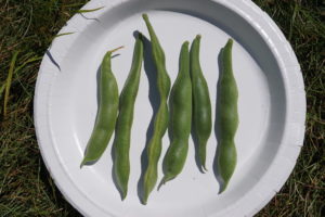 Scarlet Runner Bean by Stephanie Oakes