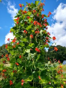 Scarlet Runner on poles by Anne Warner