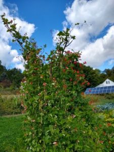 Scarlett and Painted Lady Runner beans on poles for pollinators by Anne Warner