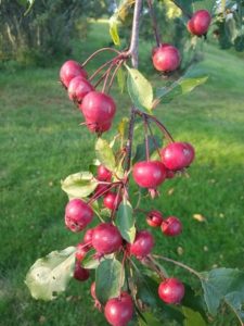 Selkirk crapapple by Anne Warner