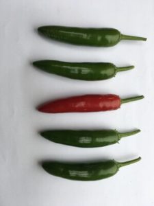 Serrano Pepper - Tampequino by Rosey Guest