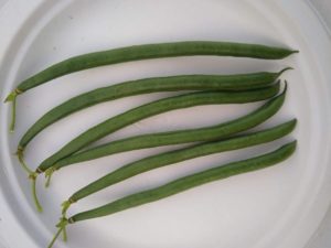 Seychelles pole bean by Anne Warner