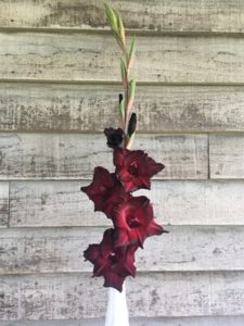 Single flower- Gladiolus - Black Sea by Rosey Guest