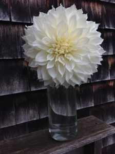 Snow Country Dahlia by Martha Fenn King