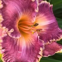 Space Coast Cranberry Breeze Daylily by Roger Bisaillon