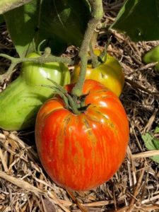 Speckled Roman Tomato by Mary Raikes