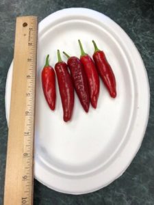 Spitfire de-hybridizing Strain B, Korean Hot Pepper. by Amy Frances LeBlanc