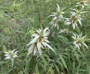 Spotted Horsemint, Herb plant by Martha Gottlieb