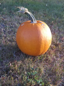 Sugar Pie Pumpkin by Valerie Jackson