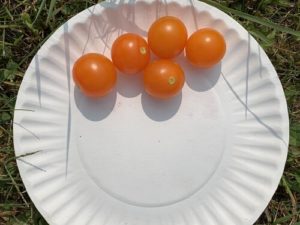 Sun Gold Cherry Tomatoes by Morse Memorial Elementary School