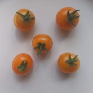 Sun Gold tomatoes by Frenchboro Elementary School