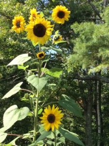 Sunflower by Lindsey Schortz