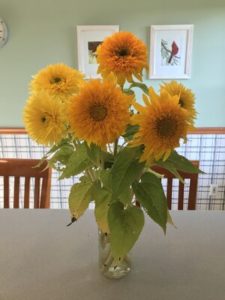 Sunflowers, Goldy Double (orange) and Lemonade (yellow) by Matthew Dubois