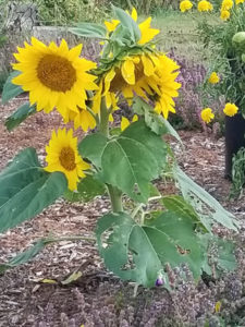 Sunflowers by chipmunks by Valerie Jackson