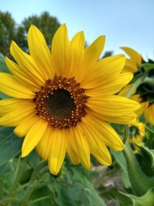 Sunflower volunteer by Anne Warner