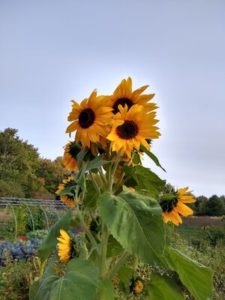 Sunflower volunteer by Anne Warner