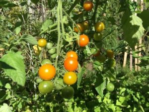 Sungold tomato by Luana Sena