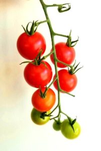 Sweet 100 Cherry Tomatoes by Vanessa Ishihara